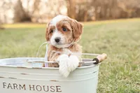 Willow, a female Goldendoodle for sale in Geneva, IN – Photo 3 of 9