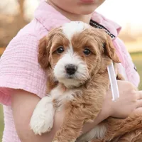 Willow, a female Goldendoodle for sale in Geneva, IN – Photo 4 of 9