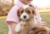 Willow, a female Goldendoodle for sale in Geneva, IN – Photo 4 of 9