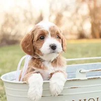 Willow, a female Goldendoodle for sale in Geneva, IN – Photo 5 of 9