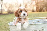 Willow, a female Goldendoodle for sale in Geneva, IN – Photo 5 of 9