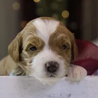 Willow, a female Goldendoodle for sale in Geneva, IN – Photo 9 of 9