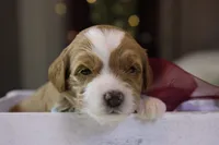 Willow, a female Goldendoodle for sale in Geneva, IN – Photo 9 of 9