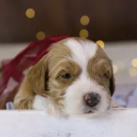 Willow, a female Goldendoodle for sale in Geneva, IN – Photo 7 of 9