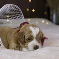 Willow, a female Goldendoodle for sale in Geneva, IN – Photo 8 of 9