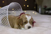 Willow, a female Goldendoodle for sale in Geneva, IN – Photo 8 of 9