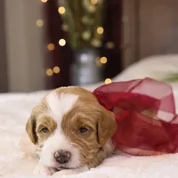 Willow, a female Goldendoodle for sale in Geneva, IN – Photo 6 of 9