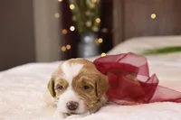 Willow, a female Goldendoodle for sale in Geneva, IN – Photo 6 of 9