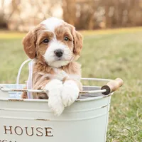 Willow, a female Goldendoodle for sale in Geneva, IN – Photo 2 of 9