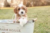 Willow, a female Goldendoodle for sale in Geneva, IN – Photo 2 of 9