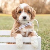 Willow, a female Goldendoodle for sale in Geneva, IN – Photo 1 of 9