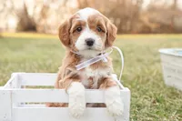 Willow, a female Goldendoodle for sale in Geneva, IN – Photo 1 of 9