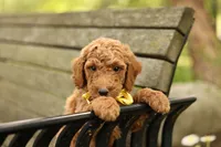 Coleman, a male Miniature Goldendoodle for sale in Geneva, IN – 2 of 5