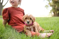 Cupcake, a female Goldendoodle for sale in Geneva, IN – 4 of 5