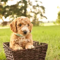 Jasmine, a female Miniature Goldendoodle for sale in Geneva, IN – Photo 7 of 9
