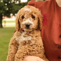 Jasmine, a female Miniature Goldendoodle for sale in Geneva, IN – Photo 3 of 9