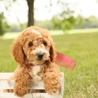 Jasmine, a female Miniature Goldendoodle for sale in Geneva, IN – Photo 1 of 9