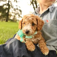 Jasmine, a female Miniature Goldendoodle for sale in Geneva, IN – Photo 8 of 9