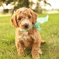 Jasmine, a female Miniature Goldendoodle for sale in Geneva, IN – Photo 6 of 9