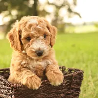 Jasmine, a female Miniature Goldendoodle for sale in Geneva, IN – Photo 5 of 9