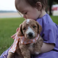 Jasmine, a female Miniature Goldendoodle for sale in Geneva, IN – Photo 9 of 9