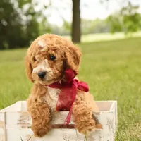 Jasmine, a female Miniature Goldendoodle for sale in Geneva, IN – Photo 2 of 9