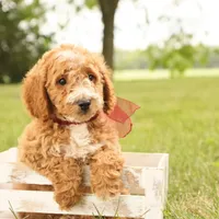 Jasmine, a female Miniature Goldendoodle for sale in Geneva, IN – Photo 4 of 9