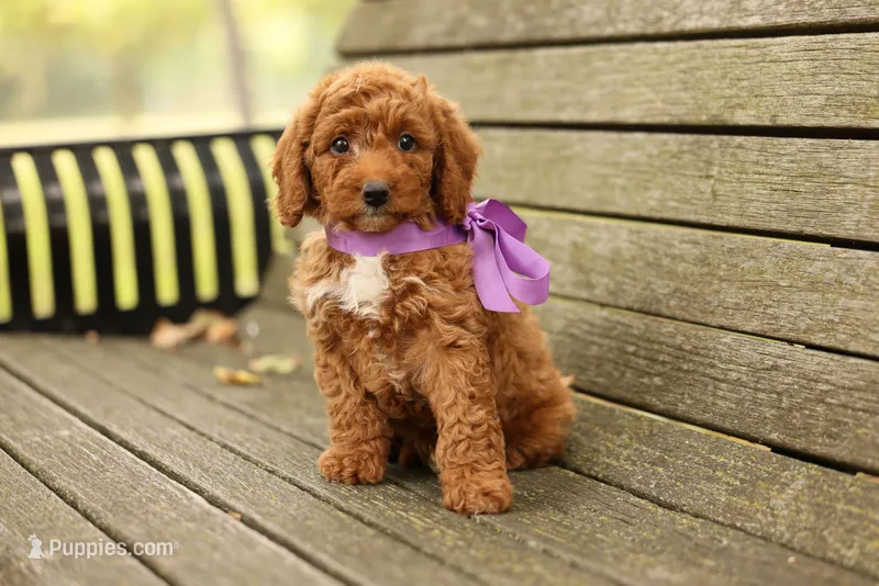 Birdie – Miniature Goldendoodle puppy for sale in Geneva, IN