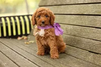 Birdie, a male Miniature Goldendoodle for sale in Geneva, IN – 1 of 4