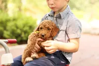 Coleman, a male Miniature Goldendoodle for sale in Geneva, IN – 4 of 5