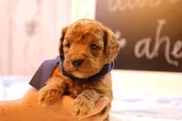 Reed, a male Miniature Goldendoodle for sale in Geneva, IN – Photo 2 of 4