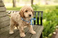 Paddington, a male Miniature Goldendoodle for sale in Geneva, IN – 3 of 4