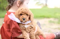 Ranger, a male Goldendoodle for sale in Geneva, IN – 3 of 4