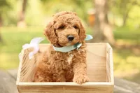 Teddy, a male Miniature Goldendoodle for sale in Geneva, IN – 4 of 4