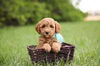 Button, a female Goldendoodle for sale in Geneva, IN – 1 of 4