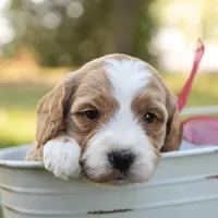 Ginger, a female Miniature Goldendoodle for sale in Geneva, IN – Photo 9 of 10