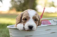 processed/69958333-4168-45df-bf92-ddd3f1e7fa1f/listing/ab68bd27-c1b5-46da-91c9-fc9340ff59f5/26f99ed2-841d-4f1d-9f3f-27b7a8d8e638