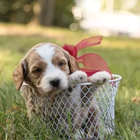 Ginger, a female Miniature Goldendoodle for sale in Geneva, IN – Photo 6 of 10