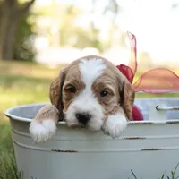 Ginger, a female Miniature Goldendoodle for sale in Geneva, IN – Photo 7 of 10