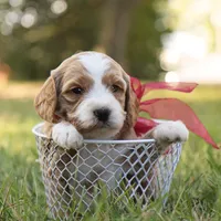 Ginger, a female Miniature Goldendoodle for sale in Geneva, IN – Photo 10 of 10