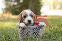 processed/69958333-4168-45df-bf92-ddd3f1e7fa1f/listing/ab68bd27-c1b5-46da-91c9-fc9340ff59f5/423420ea-ced1-4e5a-870f-4a5d5c976735