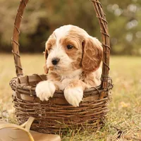 Ginger, a female Miniature Goldendoodle for sale in Geneva, IN – Photo 3 of 10