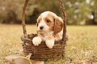 processed/69958333-4168-45df-bf92-ddd3f1e7fa1f/listing/ab68bd27-c1b5-46da-91c9-fc9340ff59f5/4c1c3003-54cc-482c-b915-05ed7ecaf66d