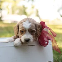 Ginger, a female Miniature Goldendoodle for sale in Geneva, IN – Photo 8 of 10