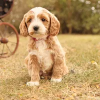 Ginger, a female Miniature Goldendoodle for sale in Geneva, IN – Photo 4 of 10
