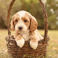 Ginger, a female Miniature Goldendoodle for sale in Geneva, IN – Photo 1 of 10