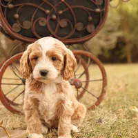 Ginger, a female Miniature Goldendoodle for sale in Geneva, IN – Photo 2 of 10