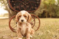 processed/69958333-4168-45df-bf92-ddd3f1e7fa1f/listing/ab68bd27-c1b5-46da-91c9-fc9340ff59f5/f1008202-a09a-41d8-ba22-6f025a58f2e0