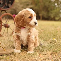 Ginger, a female Miniature Goldendoodle for sale in Geneva, IN – Photo 5 of 10