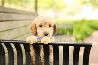 Paddington, a male Miniature Goldendoodle for sale in Geneva, IN – 4 of 4